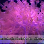 Which Corals Are the Hardest to Breed in An Aquarium