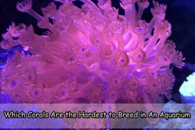 Which Corals Are the Hardest to Breed in An Aquarium