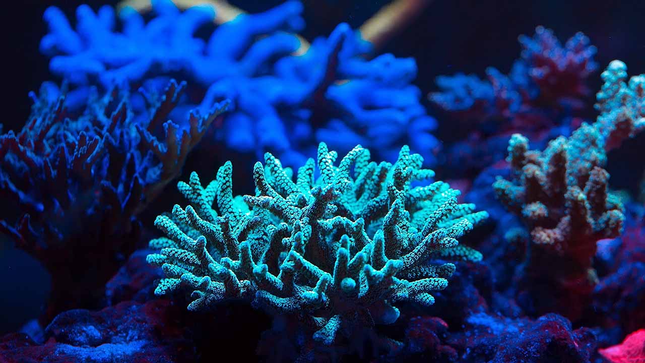 which corals are the hardest