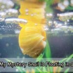 Why My Mystery Snail is Floating in a Tank