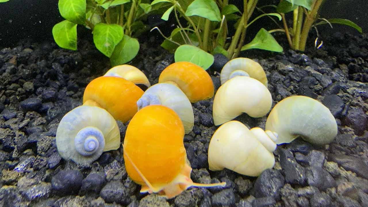 gold mystery snail