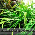 Why the Microsorum Pteropus Started to Turn White