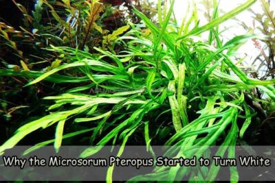 Why the Microsorum Pteropus Started to Turn White