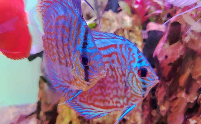 Discus fish