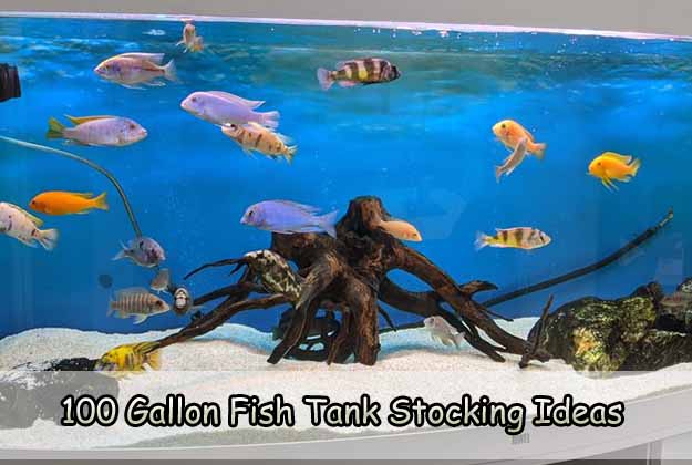 100 Gallon Fish Tank Stocking Ideas