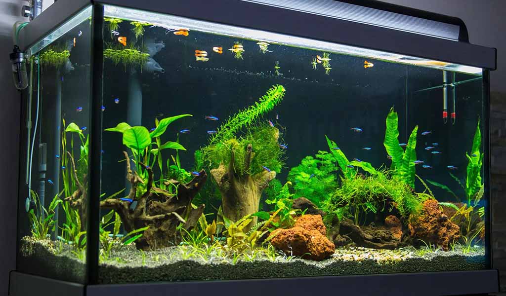 100 gallon fish tank stocking ideas