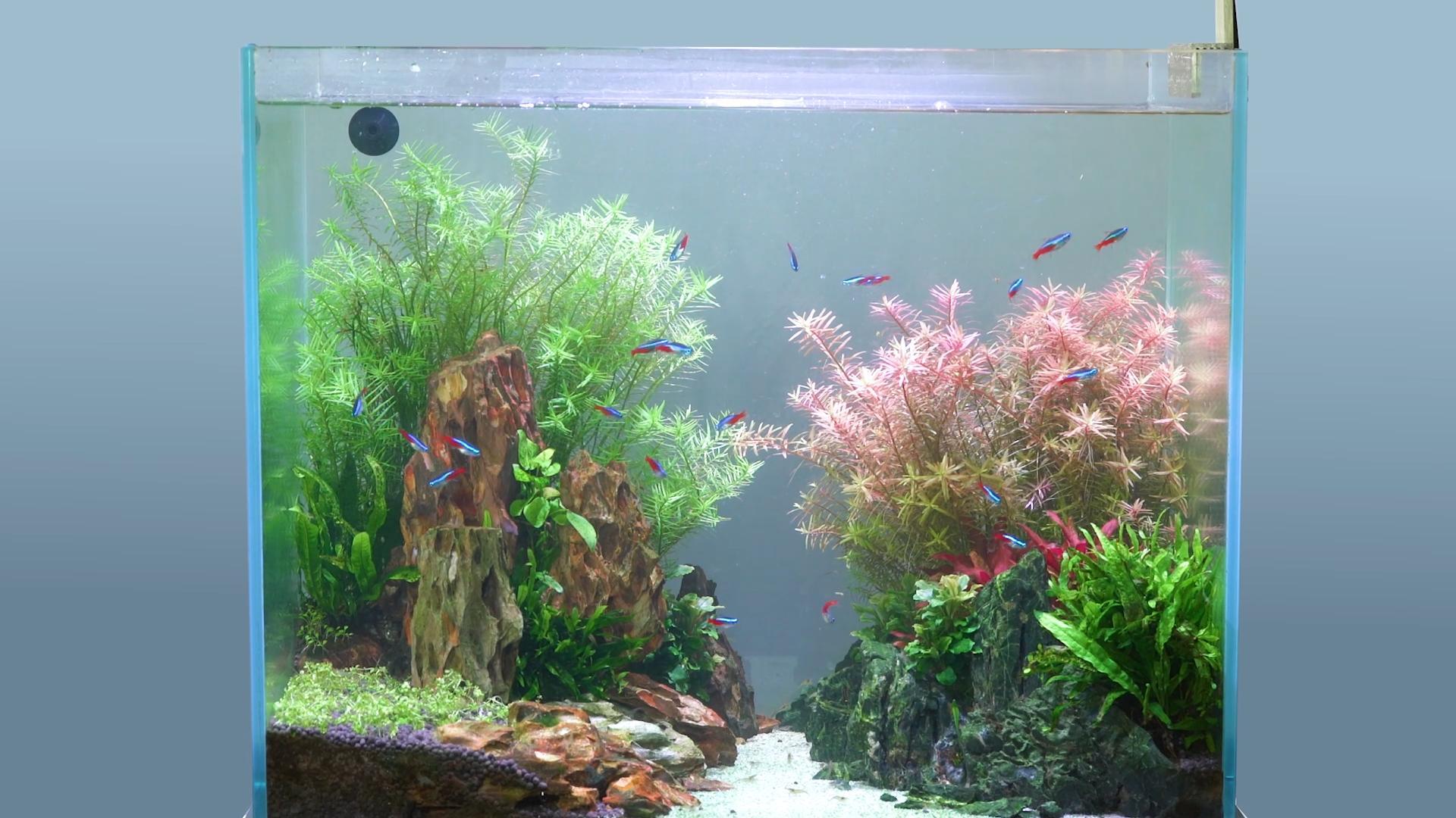 26 gallon tank aquascaping renovation video