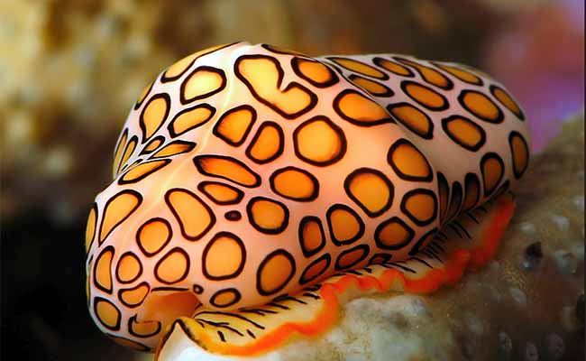 Flamingo Tongue Snail Cyphoma Gibbosum