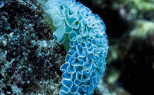 Lettuce Sea Slug Elysia Cripata