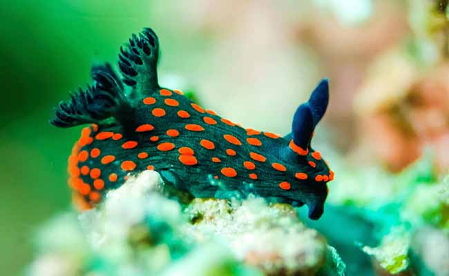 Nudibranchs