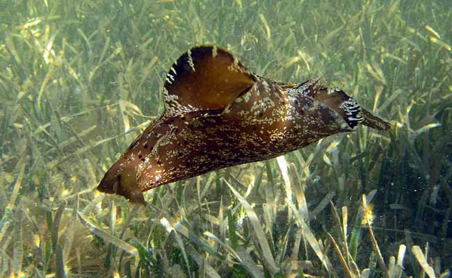 Sea hares