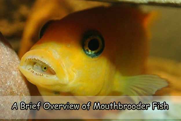 A Brief Overview of Mouthbrooder Fish