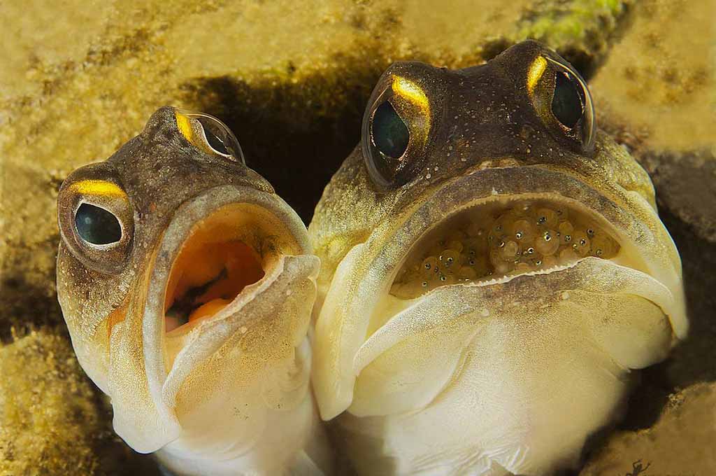 mouthbrooder fish