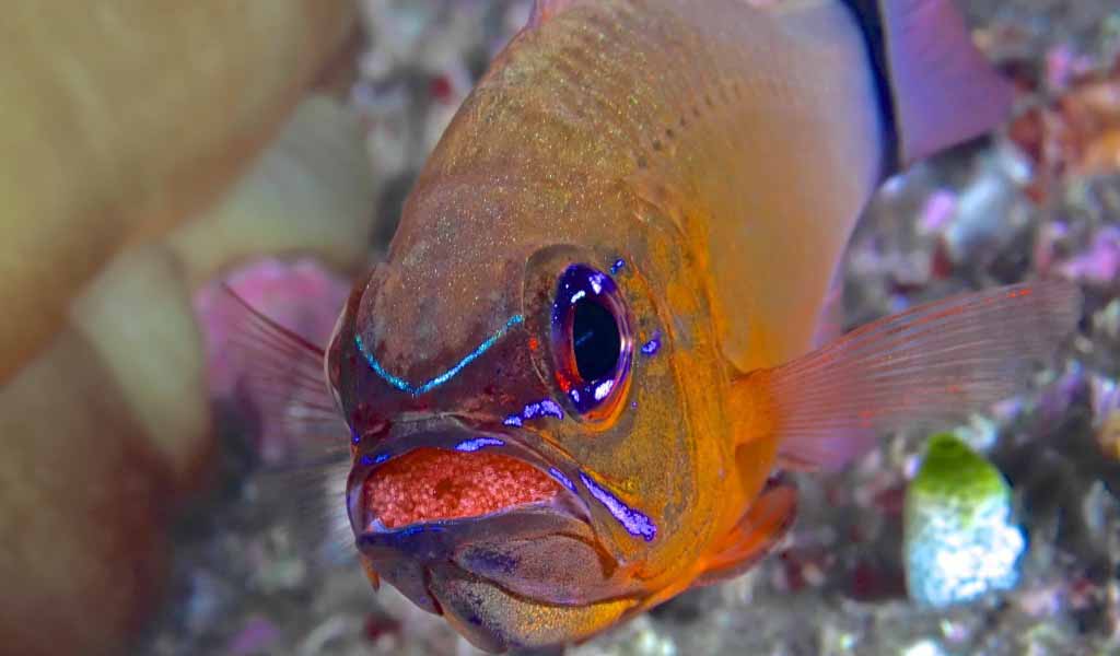 mouthbrooding cichlids