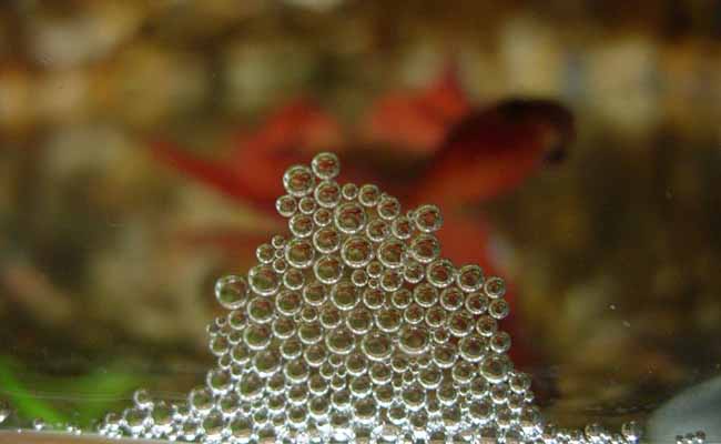 Bubble Nest Builders