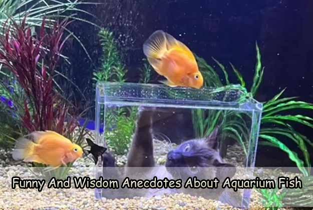 Funny And Wisdom Anecdotes About Aquarium Fish