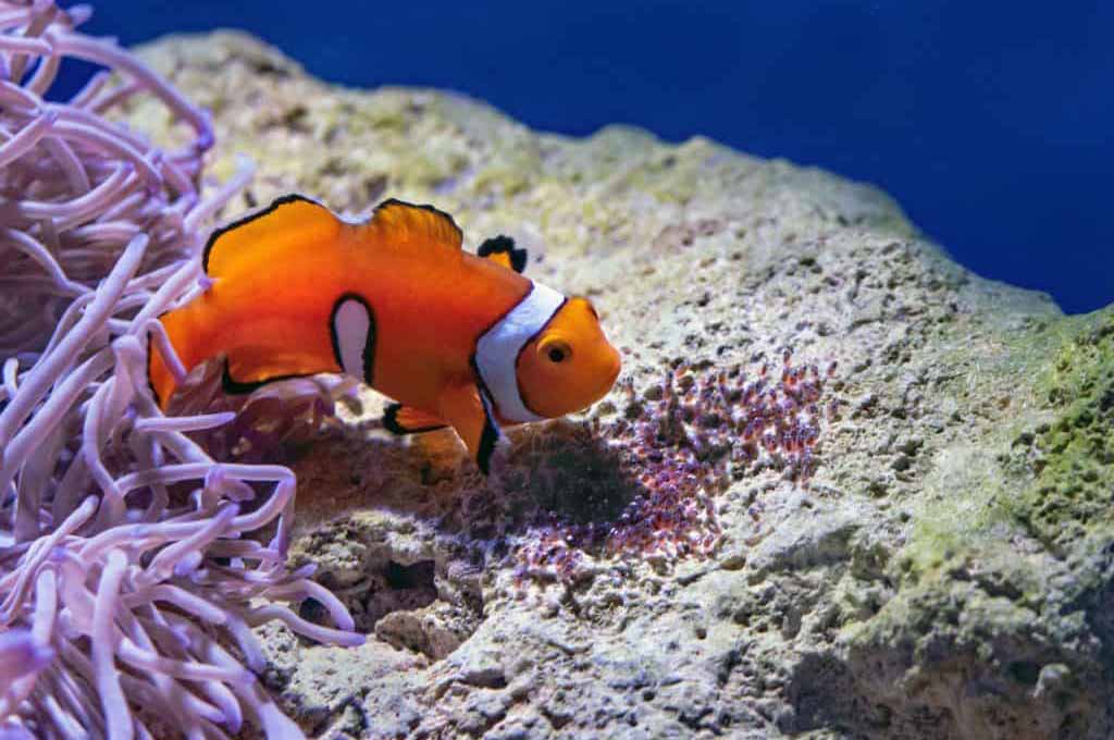 anecdotes about aquarium fish 