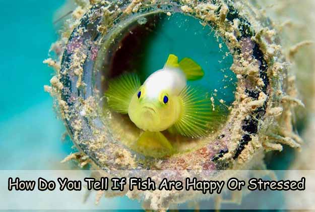 How Do You Tell If Fish Are Happy Or Stressed