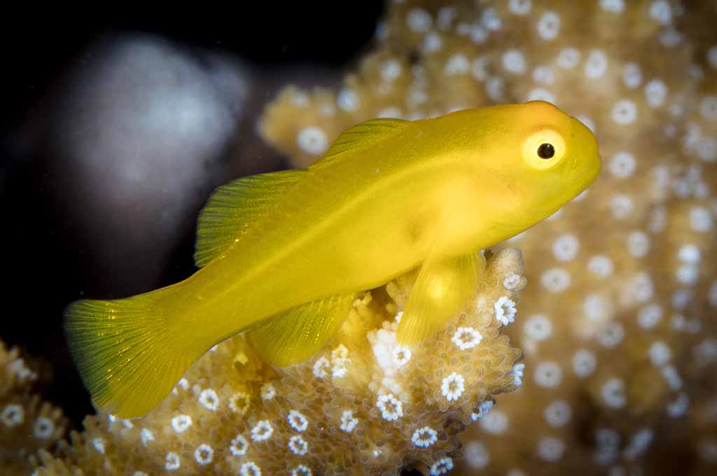 Fish Are Happy Or Stressed