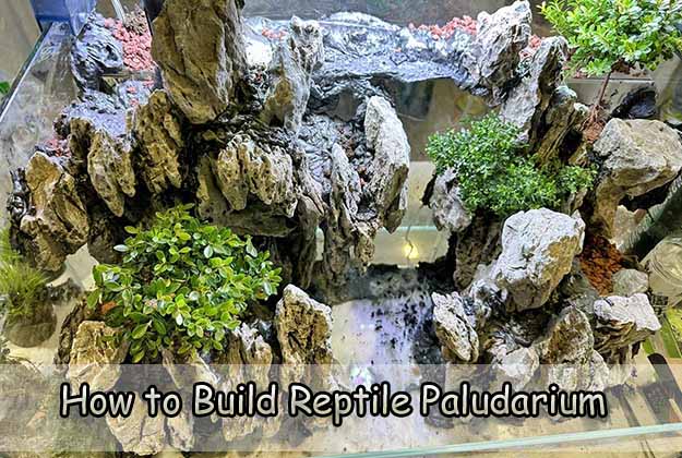 How to Build Reptile Paludarium