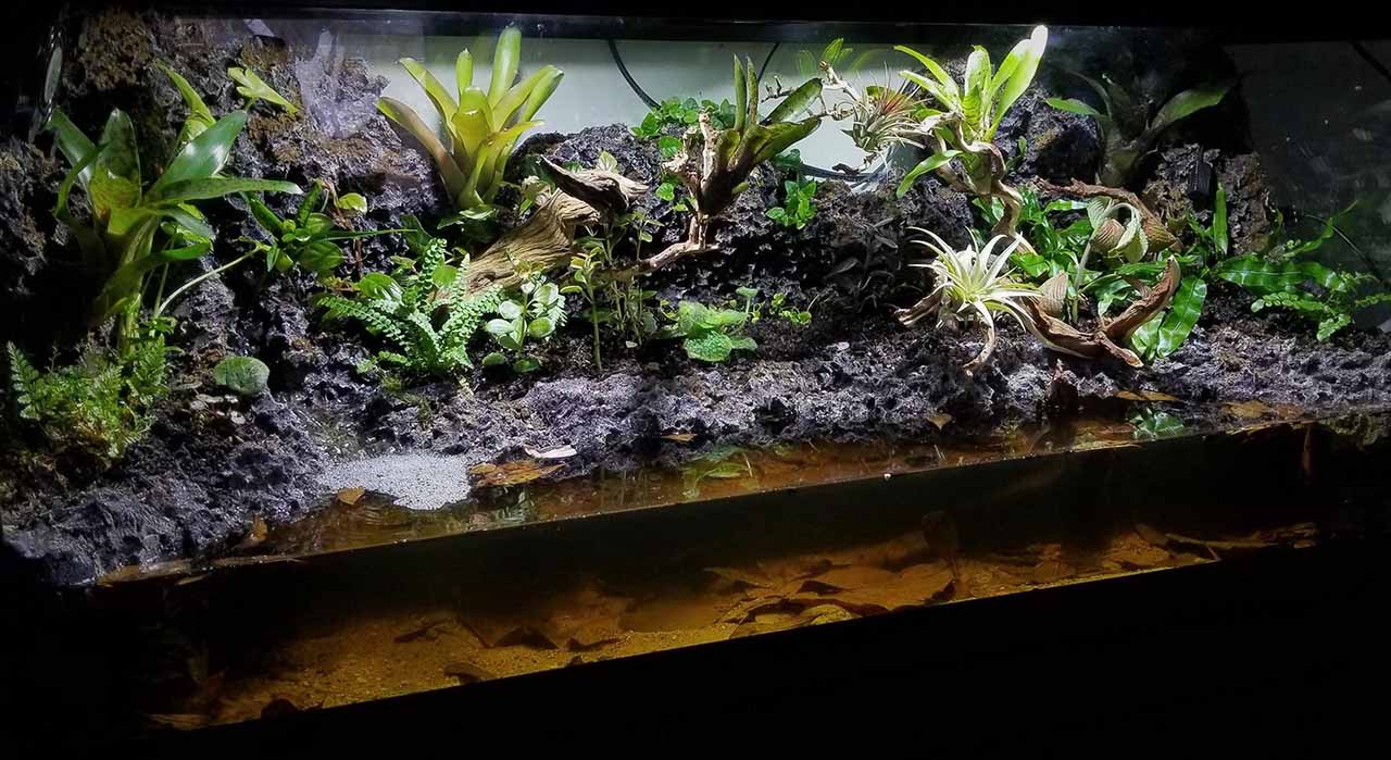 reptile paludarium