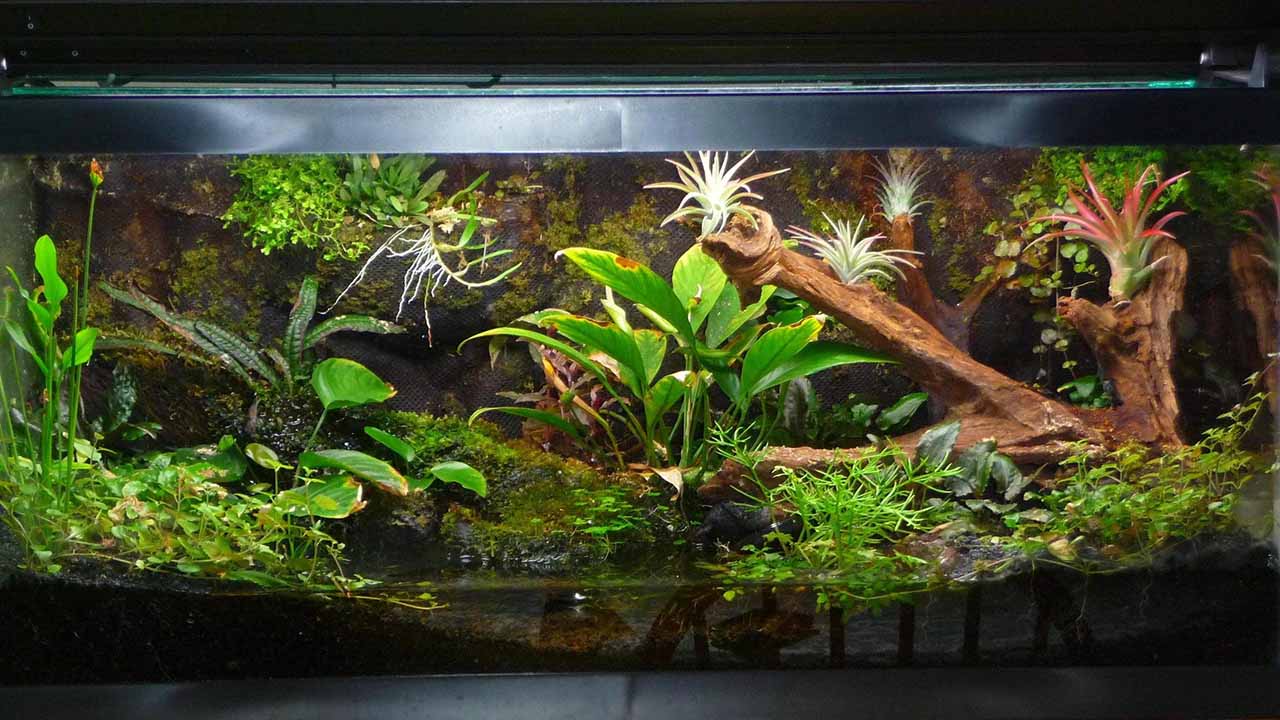 fire-bellied toad paludarium