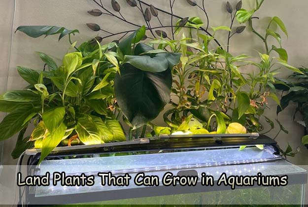 Land Plants That Can Grow in Aquariums