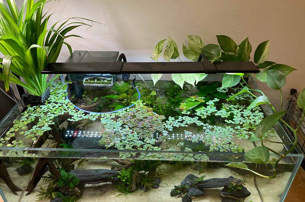 land plants grow in aquarium