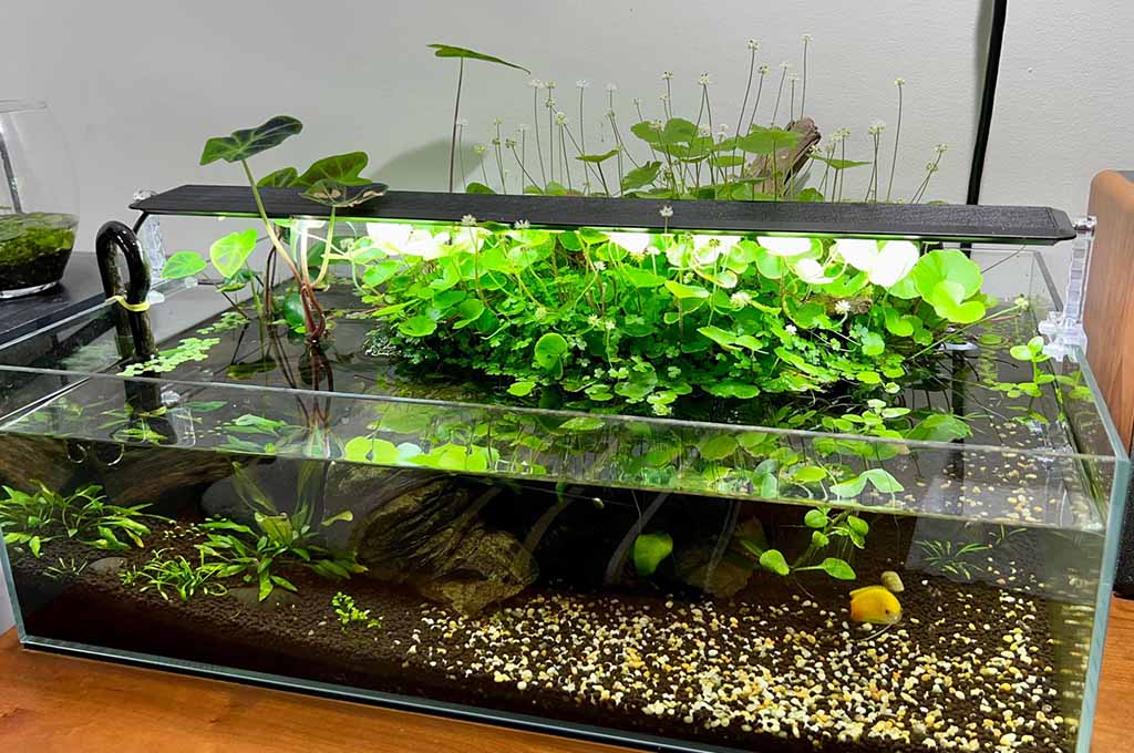 house plants for aquaponics fish tank