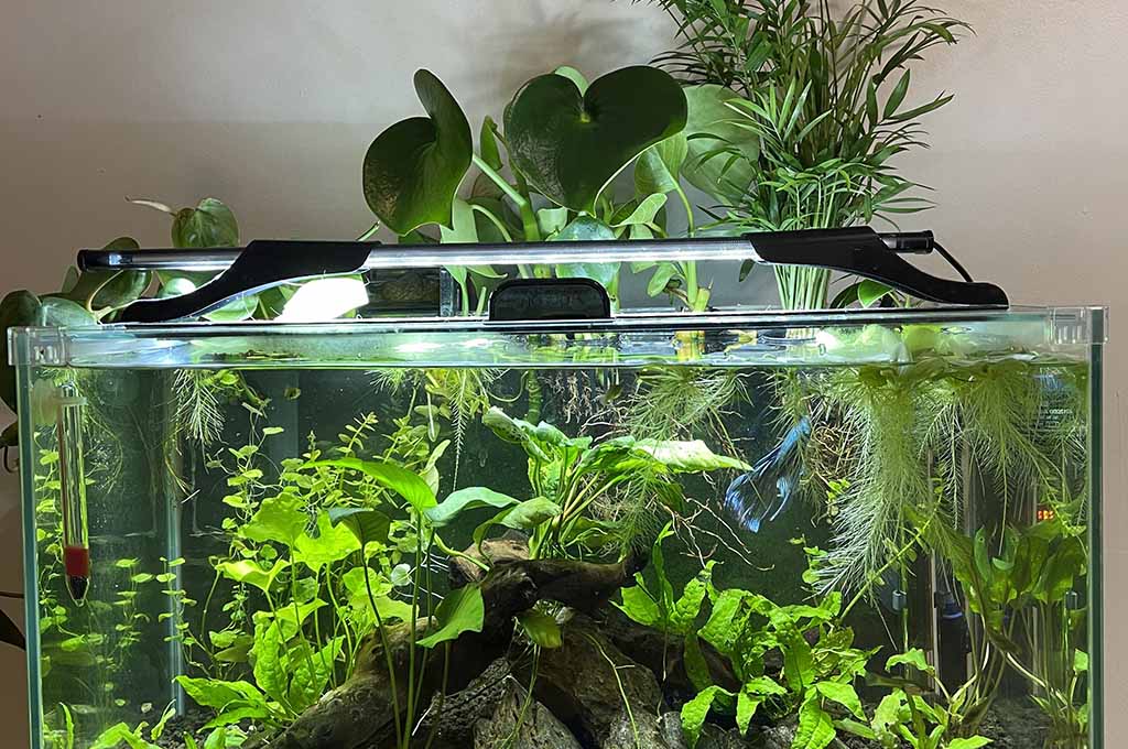 Fish tank with plants on top hotsell