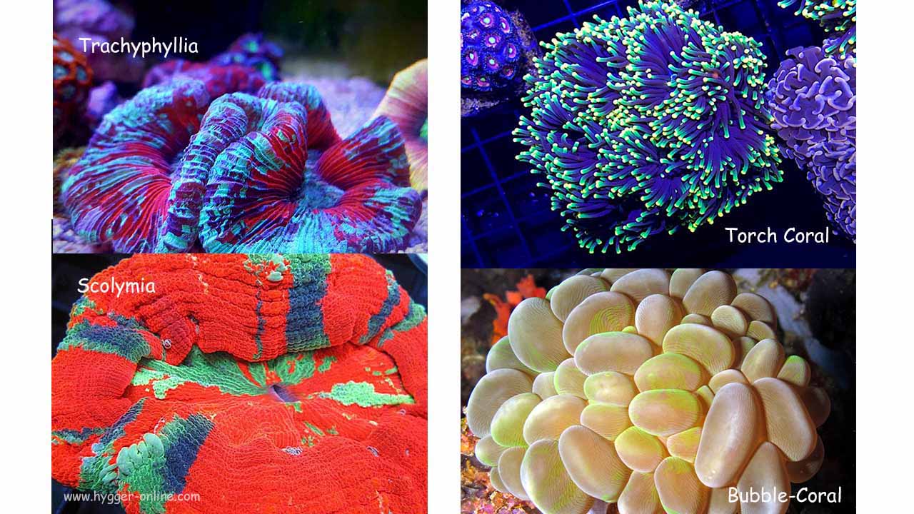 Most popular types of LPS corals