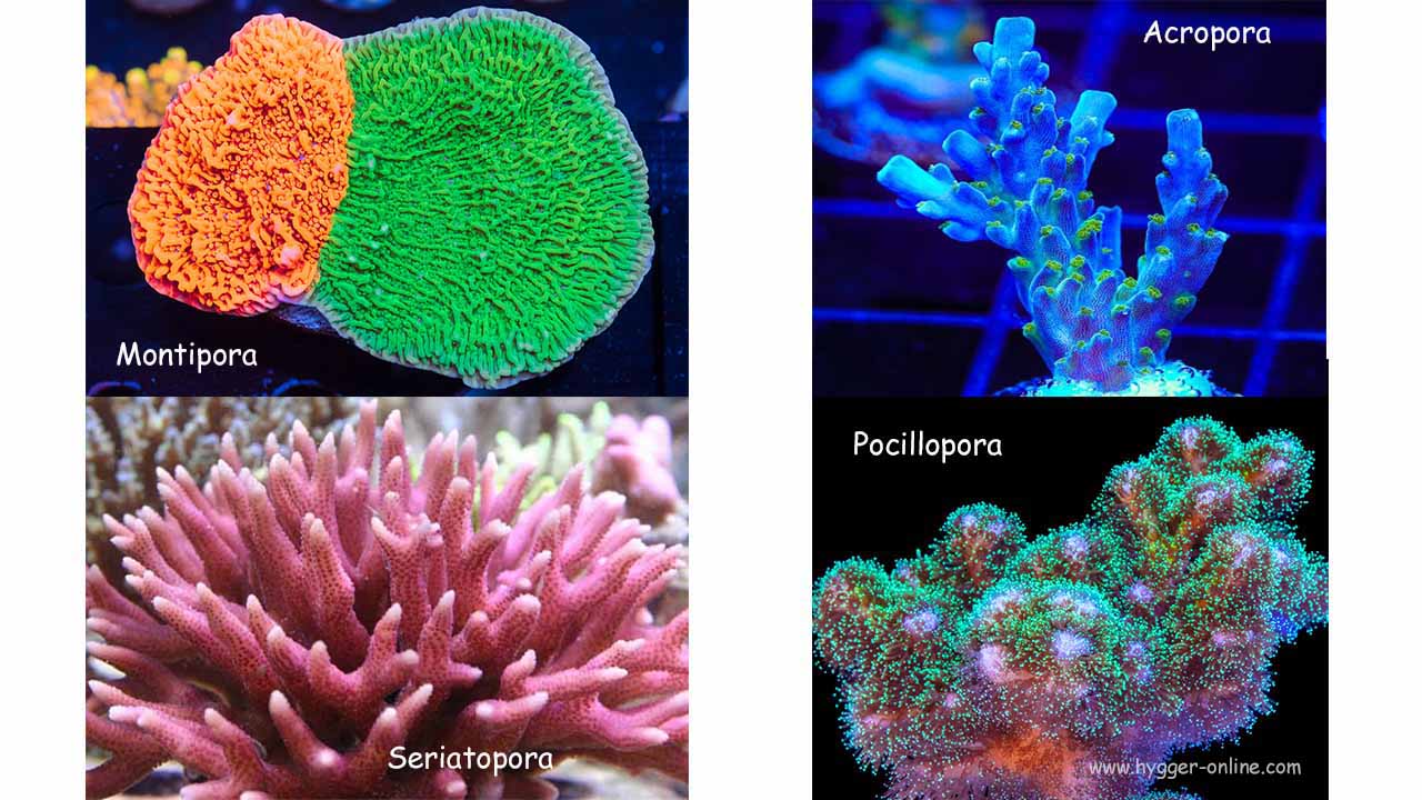 Most popular types of SPS corals