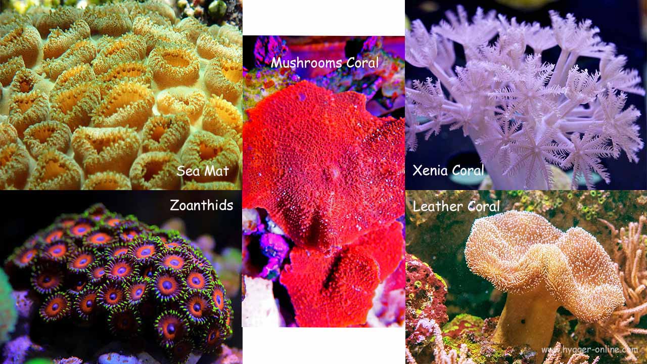 Popular types of soft coral