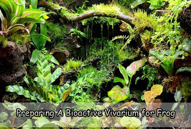 Preparing A Bioactive Vivarium for Frog