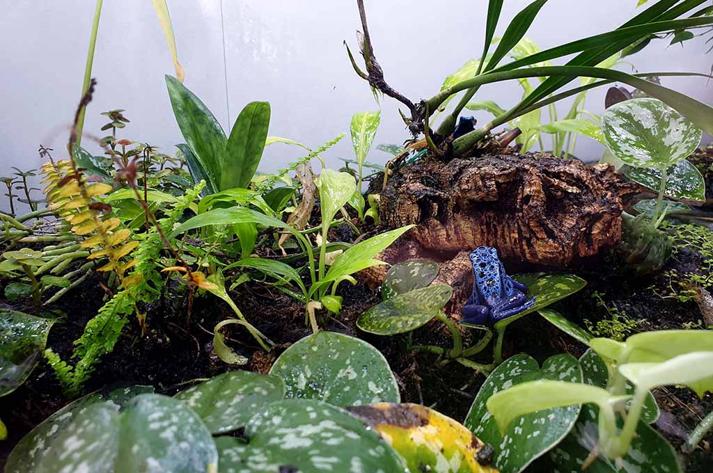 best plants for bioactive vivarium