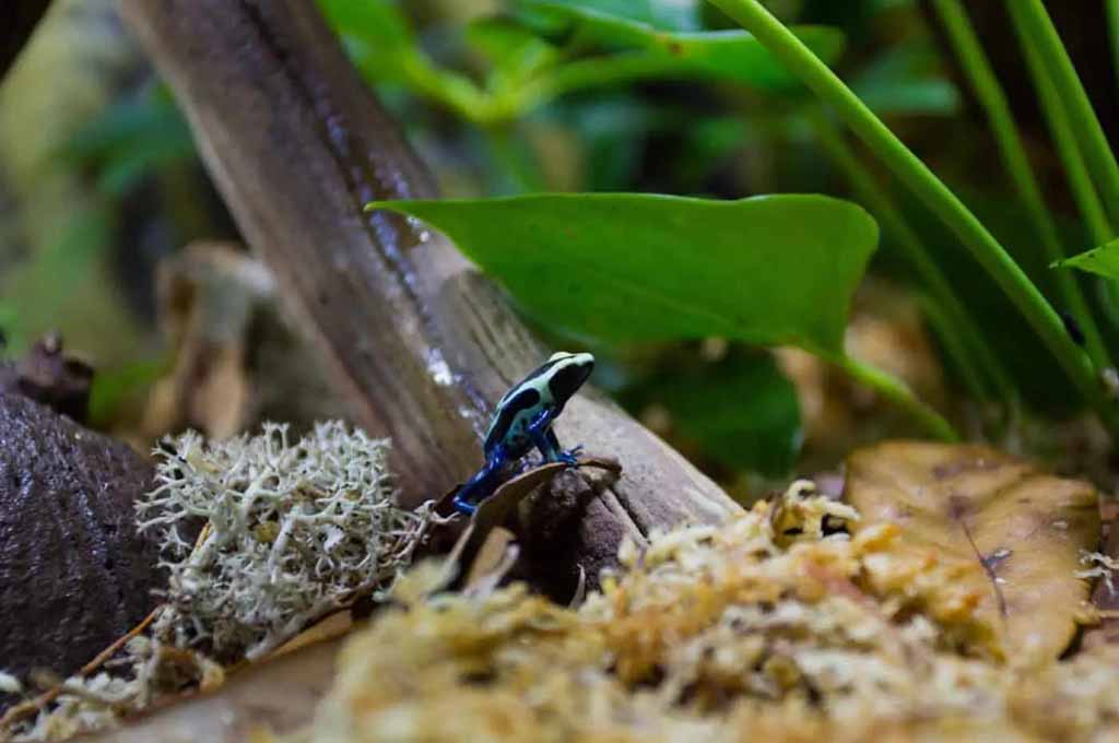 set up frog bioactive vivarium