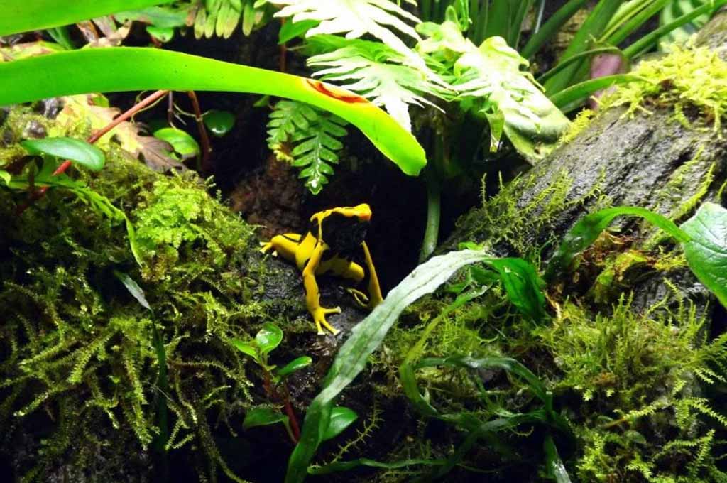 best light for bioactive vivarium