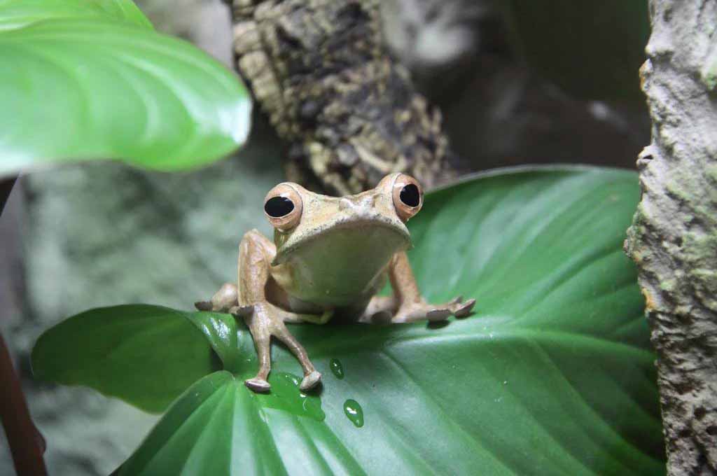 bioactive vivarium