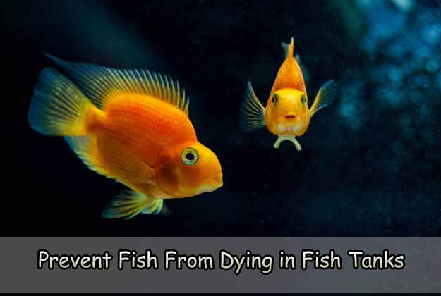 Prevent Fish From Dying in Fish Tanks