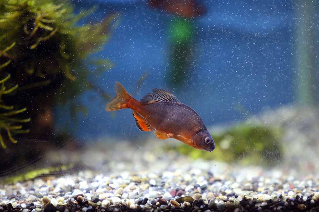 fish dies in aquarium