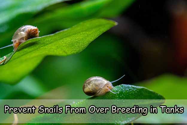 Prevent Snails From Over Breeding in Tanks