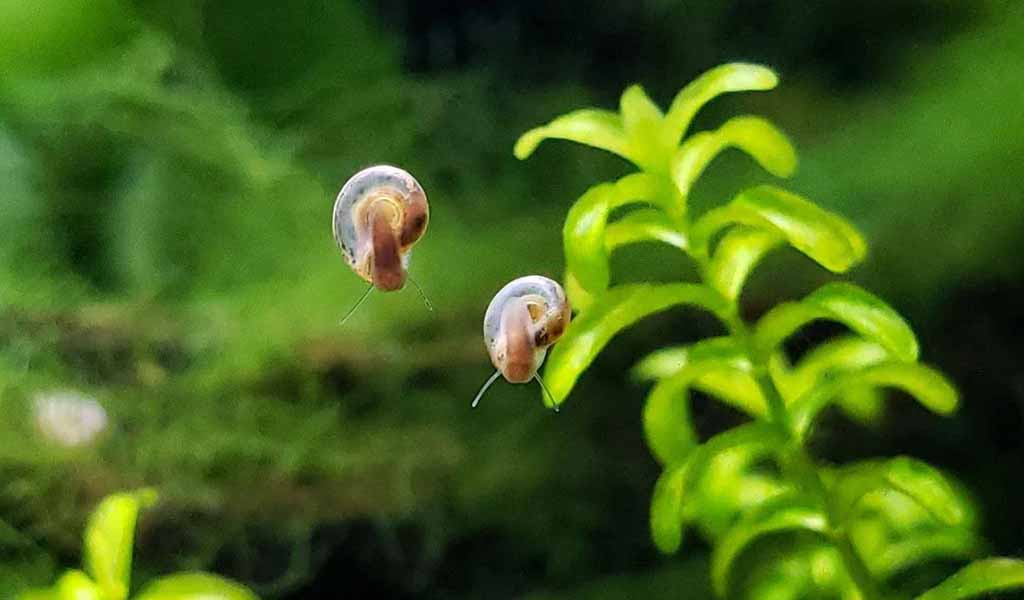 Snail breeding in tanks