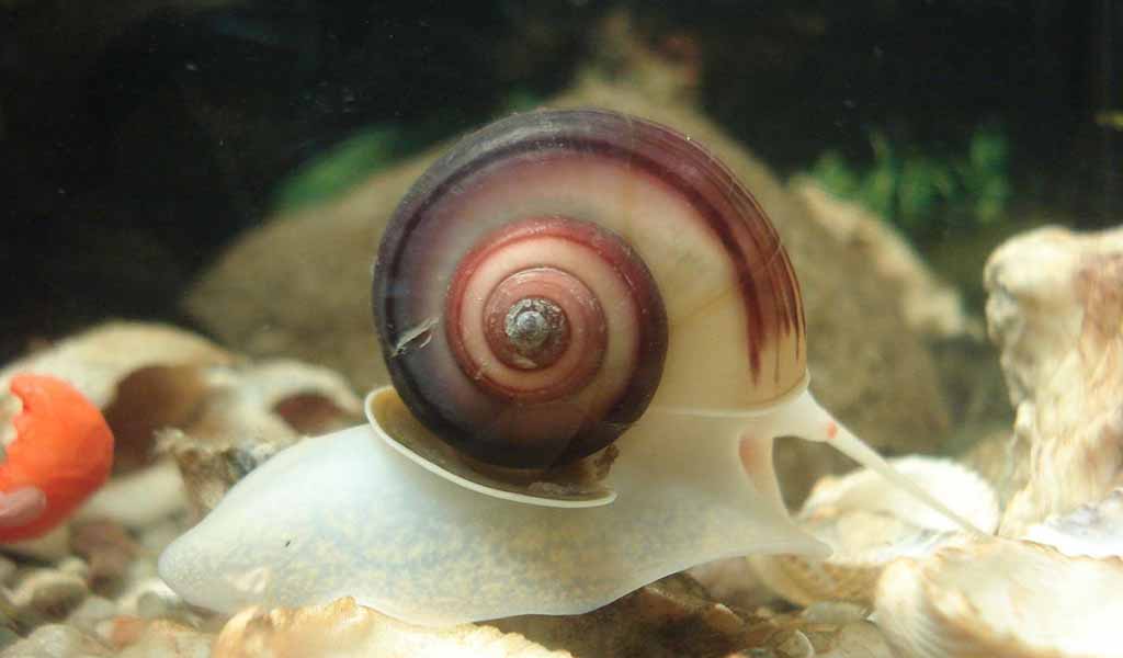 breed aquarium snails