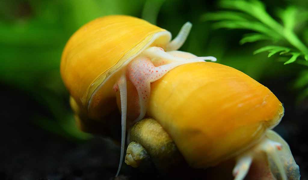 prevent snail over breeding