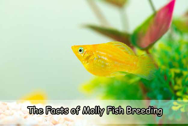 The Facts of Molly Fish Breeding