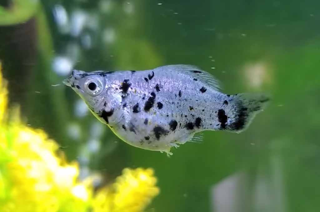 molly fish breeding