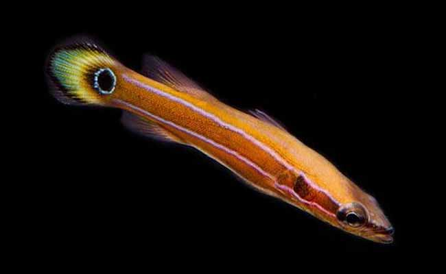 Australian Flathead Perch