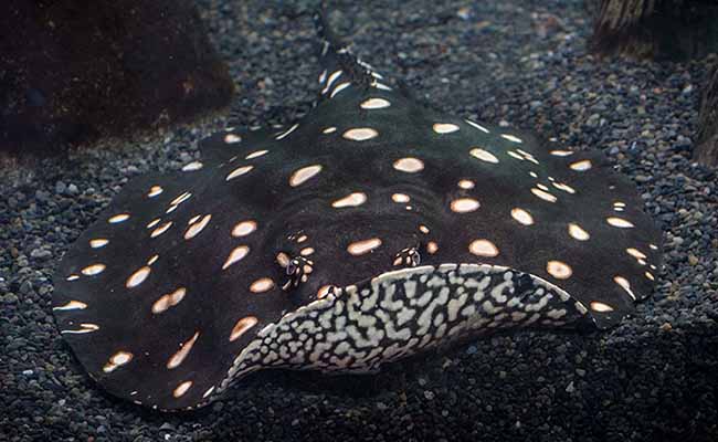 Freshwater Polka Dot Stingray