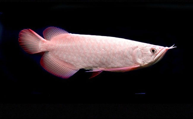 Platinum Arowana