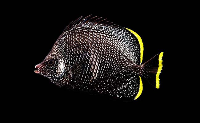 Wrought Iron Butterflyfish